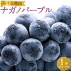 ふるさと納税 角田市 【先行予約】ナガノパープル1房(約500〜600g)【8月下旬以降より順次発送】