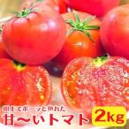 樹上でポーッと熟れた 甘~い トマト 約2kg