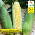 大 果物みたいに 極甘 早朝収穫とうもろこし