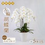 大輪 胡蝶蘭 白 5本立ち 平野園芸 花 生花
