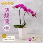 胡蝶蘭 ミディ 2本立ち 平野園芸 花 生花