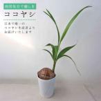ココヤシ 観葉植物