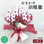 おまかせ 胡蝶蘭 ミディ 3本立 はざま園芸