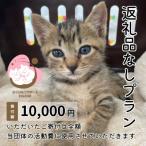 小郡市 保護猫活動支援（返礼品なし）