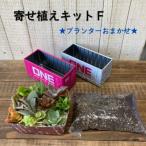 多肉植物 寄せ植えキットF スチール製 コンテナ型