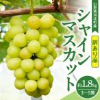 ショッピングふるさと納税 シャインマスカット ふるさと納税 河北町 【訳あり 令和8年産】 ぶどう シャインマスカット 約1.8kg(3〜5房) 山形県河北町産
