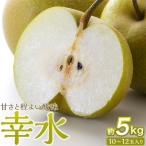 ふるさと納税 角田市 梨「幸水」約5kg(10〜12玉入)【松崎果樹園】