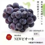 ぶどう 2026年 ニューピオーネ4房 1房480g以上