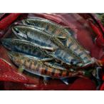 天竜川漁業協同組合 一般魚 年間遊漁券 釣り