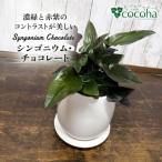 濃緑と赤紫のコントラストが美しい シンゴニウム