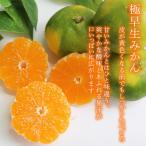 早生みかん 秀品 5kg