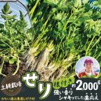 セリ 強い香りとシャキッとした歯応え 約2000g