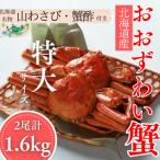 ふるさと納税 紋別市 【北海道産】オオズワイガニ姿　特大サイズ2尾計1.6kg | 蟹酢・山わさび付　かに　おおずわいがに