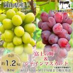 ショッピングふるさと納税 シャインマスカット ふるさと納税 瀬戸内市 富士の輝&こだわりのシャインマスカット(計約1.2kg) 秀品 岡山県産[No.5735-3312]