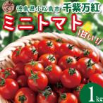 ミニトマト 千紫万紅 1kg