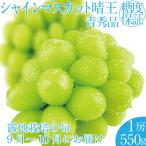 シャインマスカット 晴王 2026年 1房 約550g