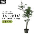 イロハモミジ 伊呂波紅葉 1.2m前後 2本セット