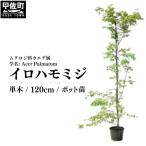 イロハモミジ 伊呂波紅葉 1.2m前後 価格改定
