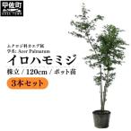 イロハモミジ 伊呂波紅葉 1.2m前後 3本セット