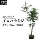 イロハモミジ 伊呂波紅葉 1.5m前後