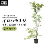 イロハモミジ 伊呂波紅葉 1.2m前後 2本セット