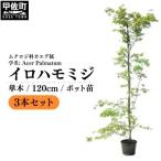 イロハモミジ 伊呂波紅葉 1.2m前後 3本セット