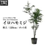 イロハモミジ 伊呂波紅葉 1.2m前後 価格改定