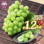 ショッピングふるさと納税 シャインマスカット ふるさと納税 甲府市 【2026年度配送分】甲府市産　シャインマスカット　約1.2kg(2〜3房)