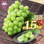 ショッピングふるさと納税 シャインマスカット ふるさと納税 甲府市 【2026年度配送分】甲府市産　シャインマスカット　約1.5kg(2〜4房)