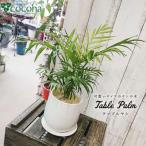 テーブル ヤシ cocoha 観葉植物 グリーン