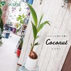 ココヤシ cocoha 観葉植物グリーンインテリア