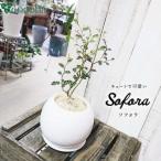 ソフォラ cocoha 観葉植物グリーンインテリア室内