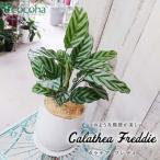 カラテア フレディ cocoha 観葉植物