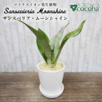 サンスベリア ムーンシャイン cocoha