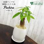 発財樹 パキラ moneytree cocoha