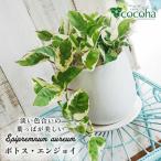 美しいポトスの進化型 ポトス エンジョイ