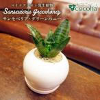 サンセベリア ローレンチー cocoha