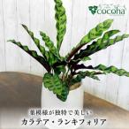 葉模様が独特 カラテア ランシフォリア インシグニス