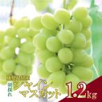ふるさと納税 薩摩川内市 \朝採れ/ 鹿児島県産 シャインマスカット 1.2kg(2房)ASR-2227
