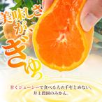 温州みかん 5kg