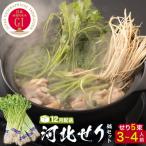ふるさと納税 石巻市 <12月配送> せり鍋セット せり5束 3-4人前 河北せり 鍋 せり 鍋セット 宮城県産 セリ鍋