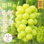 ショッピングふるさと納税 シャインマスカット ふるさと納税 加西市 シャインマスカット 約1.5kg以上(2房)朝採れ ぶどう セット [No5698-2356]