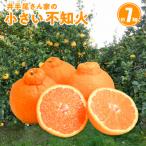 S086-004A_井手尾さん家の小さい不知火 約7kg