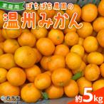 ぼちぼち農園の温州みかん 5kg> 5キロ