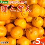 <秀品 ポンカン M~Lサイズ 約5kg>蜜柑