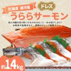 うららサーモンのドレス1本 約1.4kg