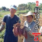 熟成 紅はるか 5kg