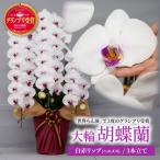 胡蝶蘭 白 3本立て