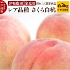 ふるさと納税 弘前市 もも【2026年産 レア品種 さくら白桃】家庭用 約3kg|24_tgn-030301