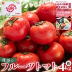 フルーツトマト 高知 4kg